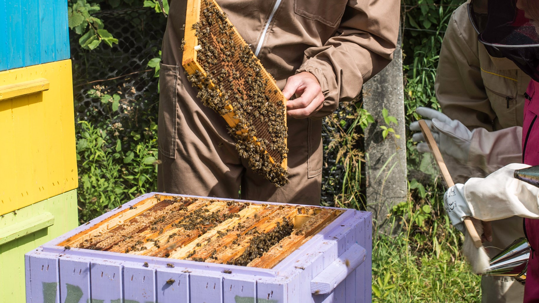 Pszczoła w centrum uwagi... - czyli staż uczniowski w zawodzie pszczelarz, w ramach projektu Dobry Start w Rzemiośle
